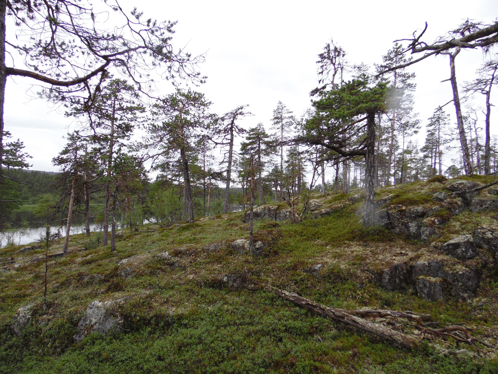 Karua Lapin metsamaisemaa.