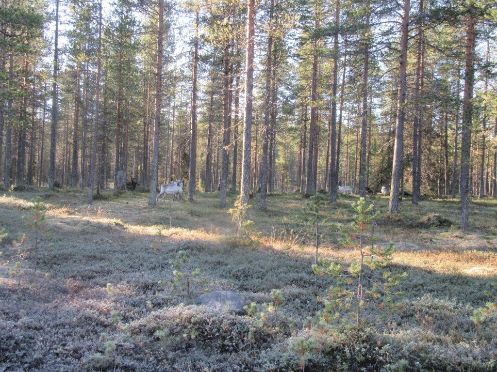 Poroja metsassa.